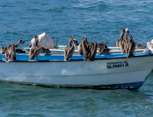 Mexican Cruise Photos