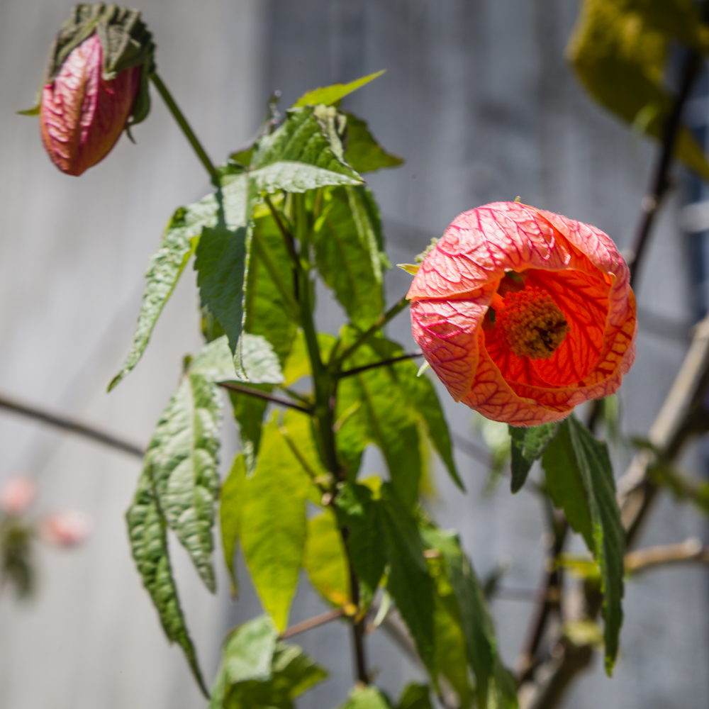 Red flowering bush in the church courtyard