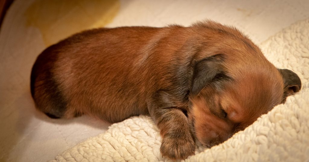 Day 12 -- MUNI sleeping in the whelping box. Still no eyes!