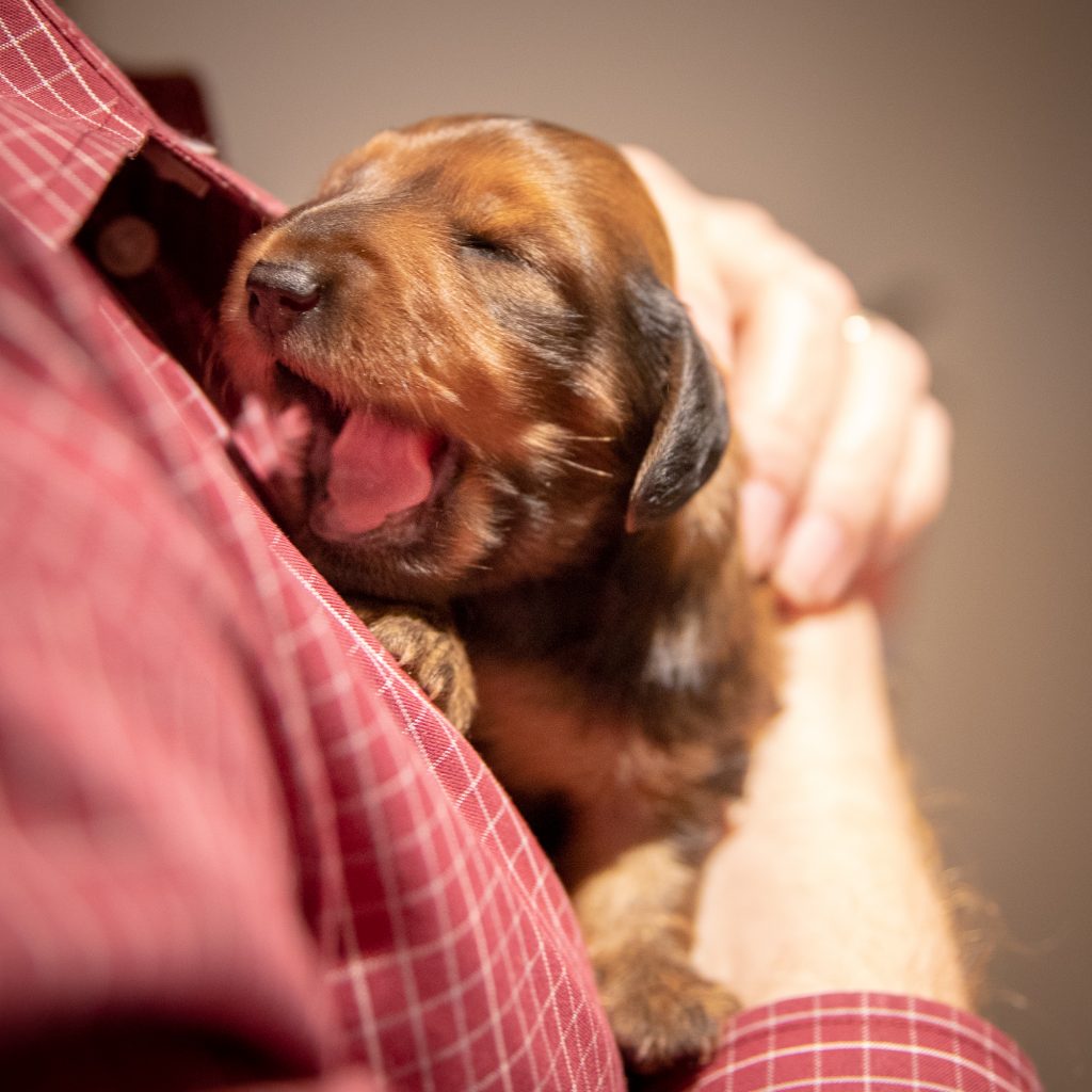 14-day-old dachshund puppy yawning