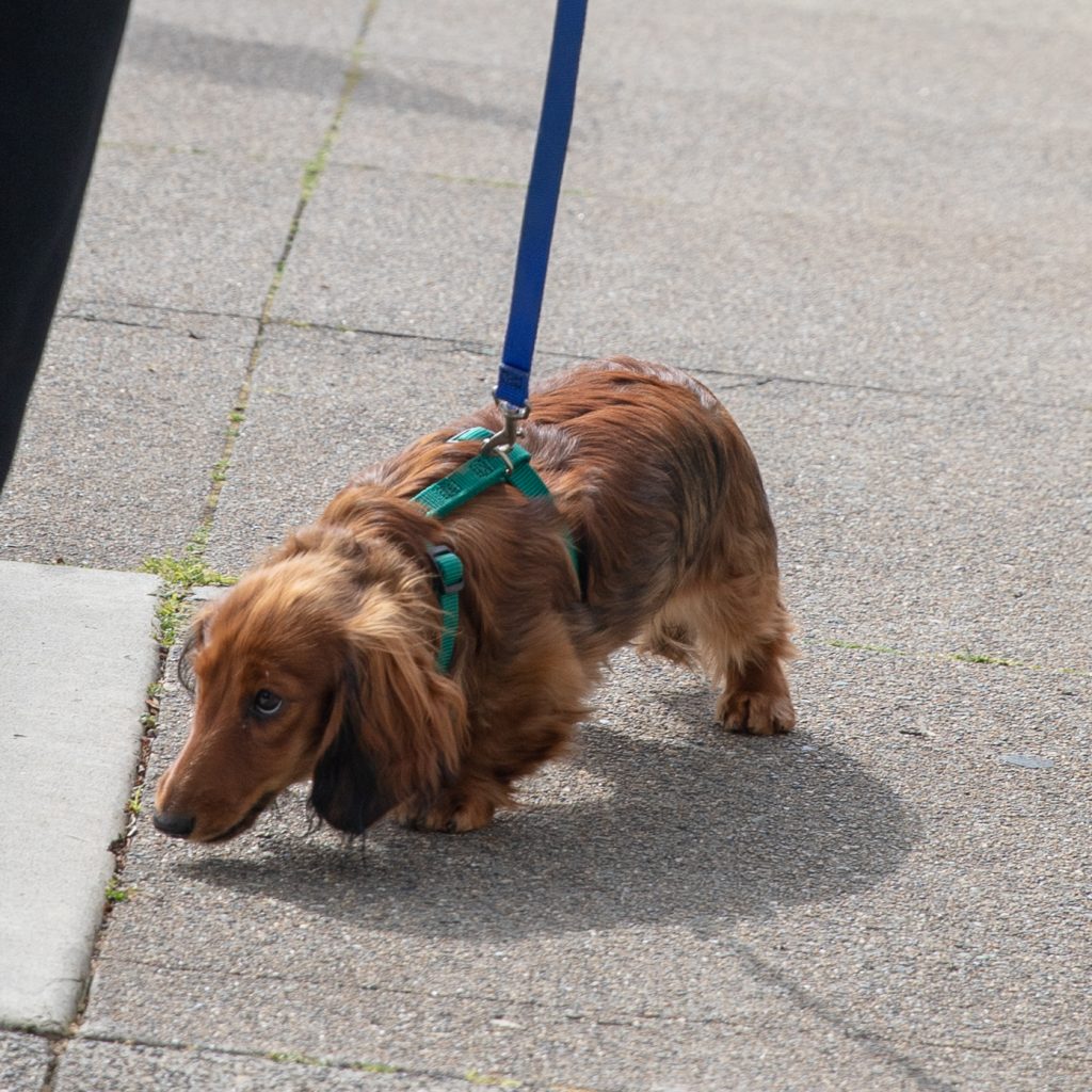 Auroara on a leash with a hang dog expression