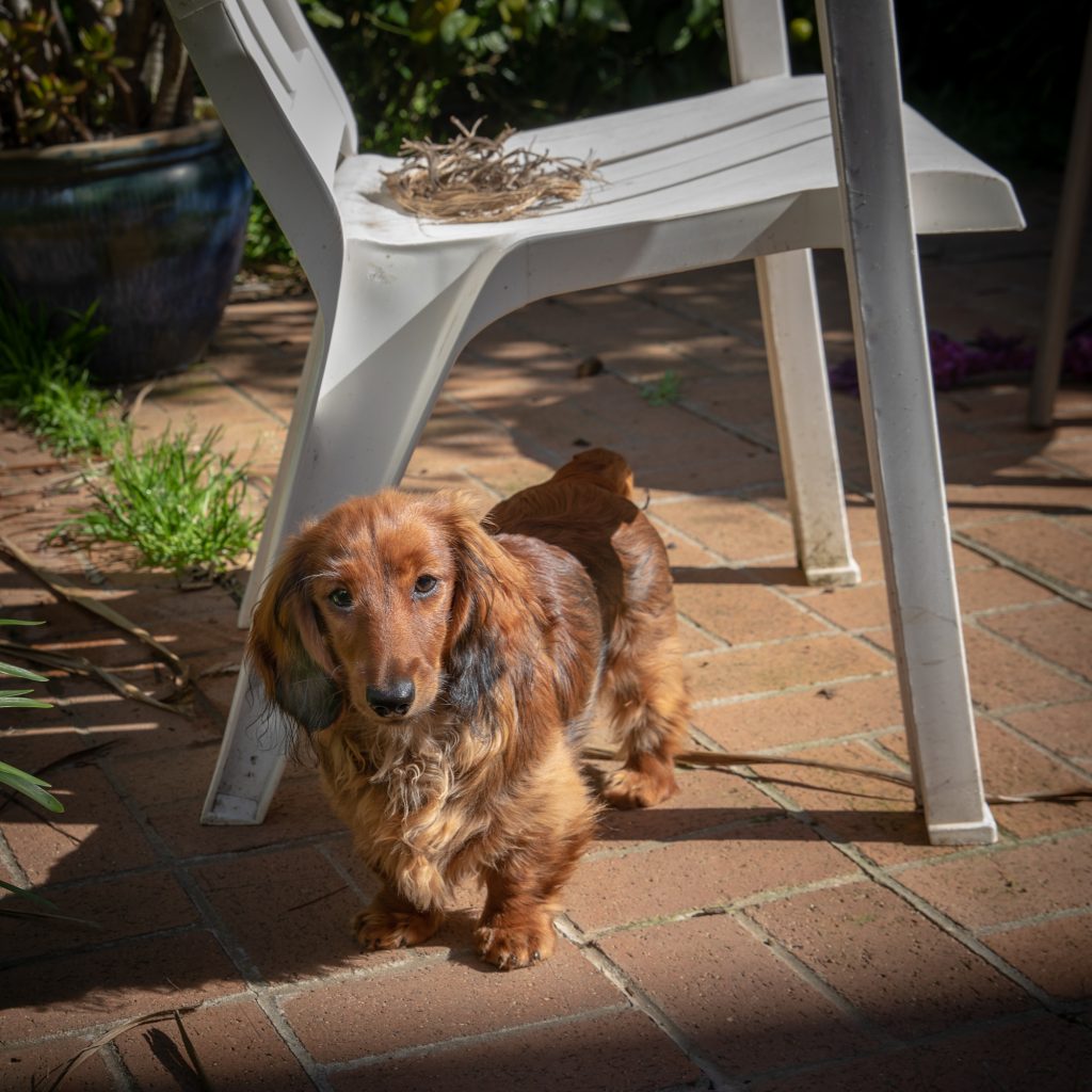 Auroara in the sun in the backyard.