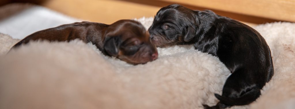 Zenith's Puppies Together While Mom is Out