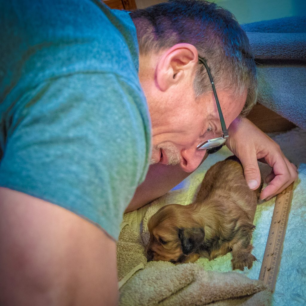 Galen with MUNI in the whelping box by a ruler