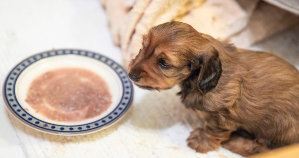 Day 30 -- Contemplating Puppy Gruel