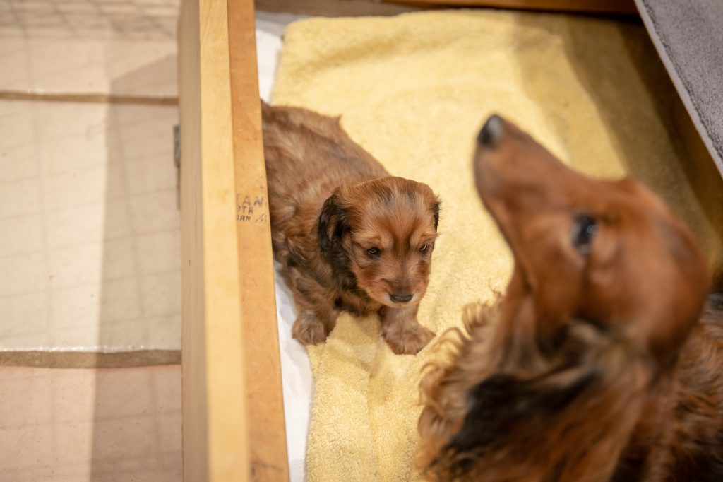 Day 31 -- MUNI and Zenith in the whelping box on the kitchen tiles