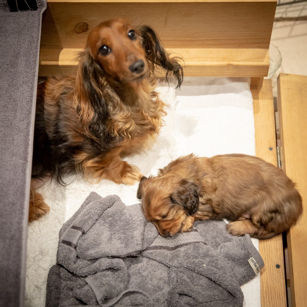 Day 35 - Mom Watches over Exhausted Puppy