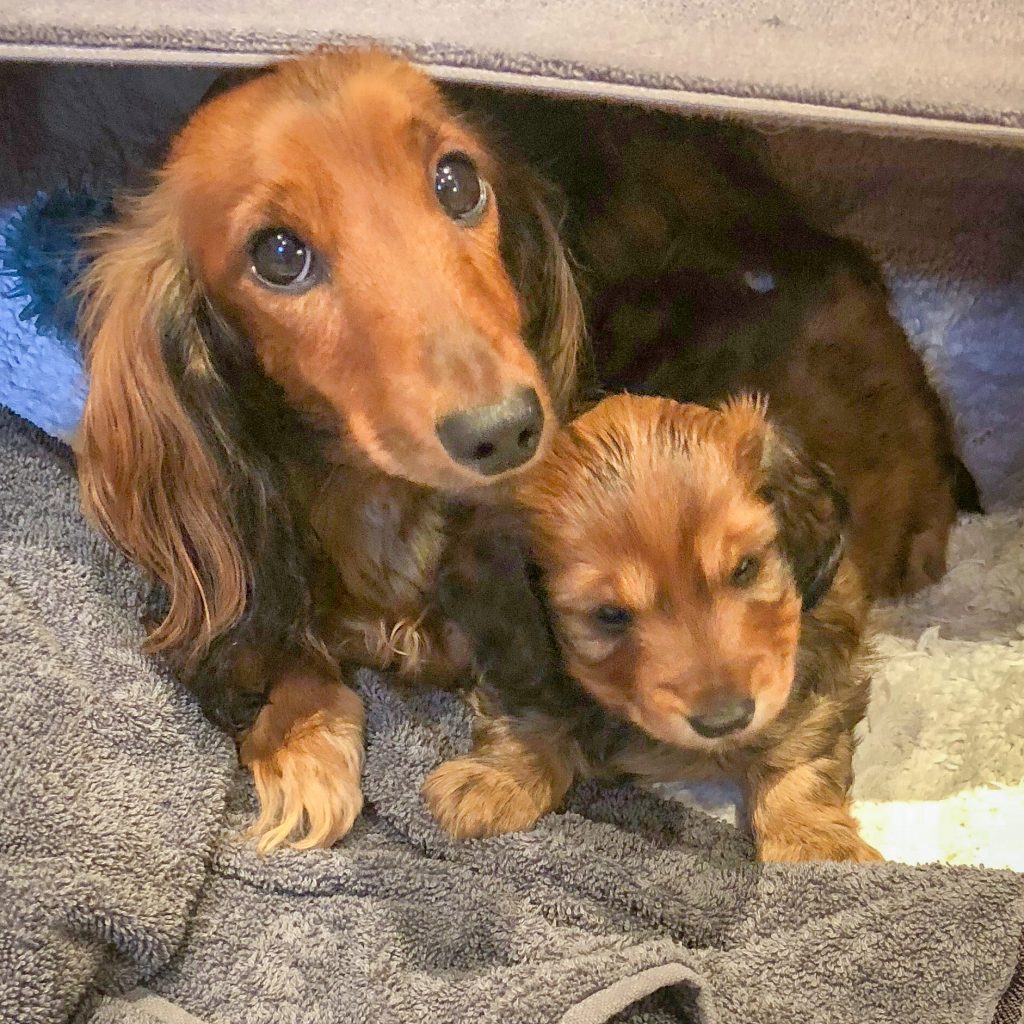 Day 35 - Mother and Daughter in the whelping box