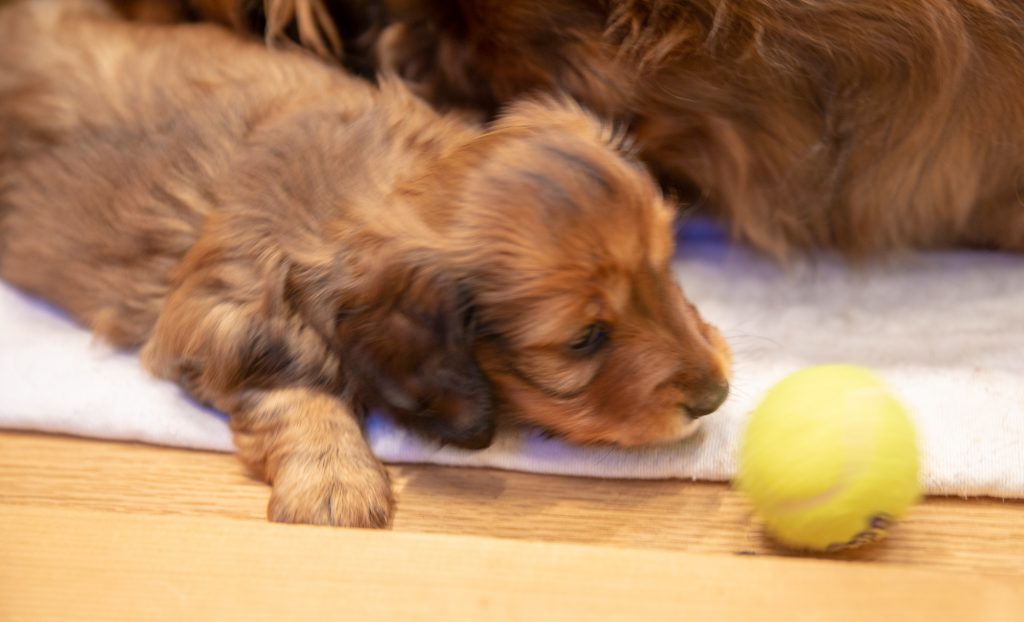 Day 36 - MUNI and Her Tennis Ball