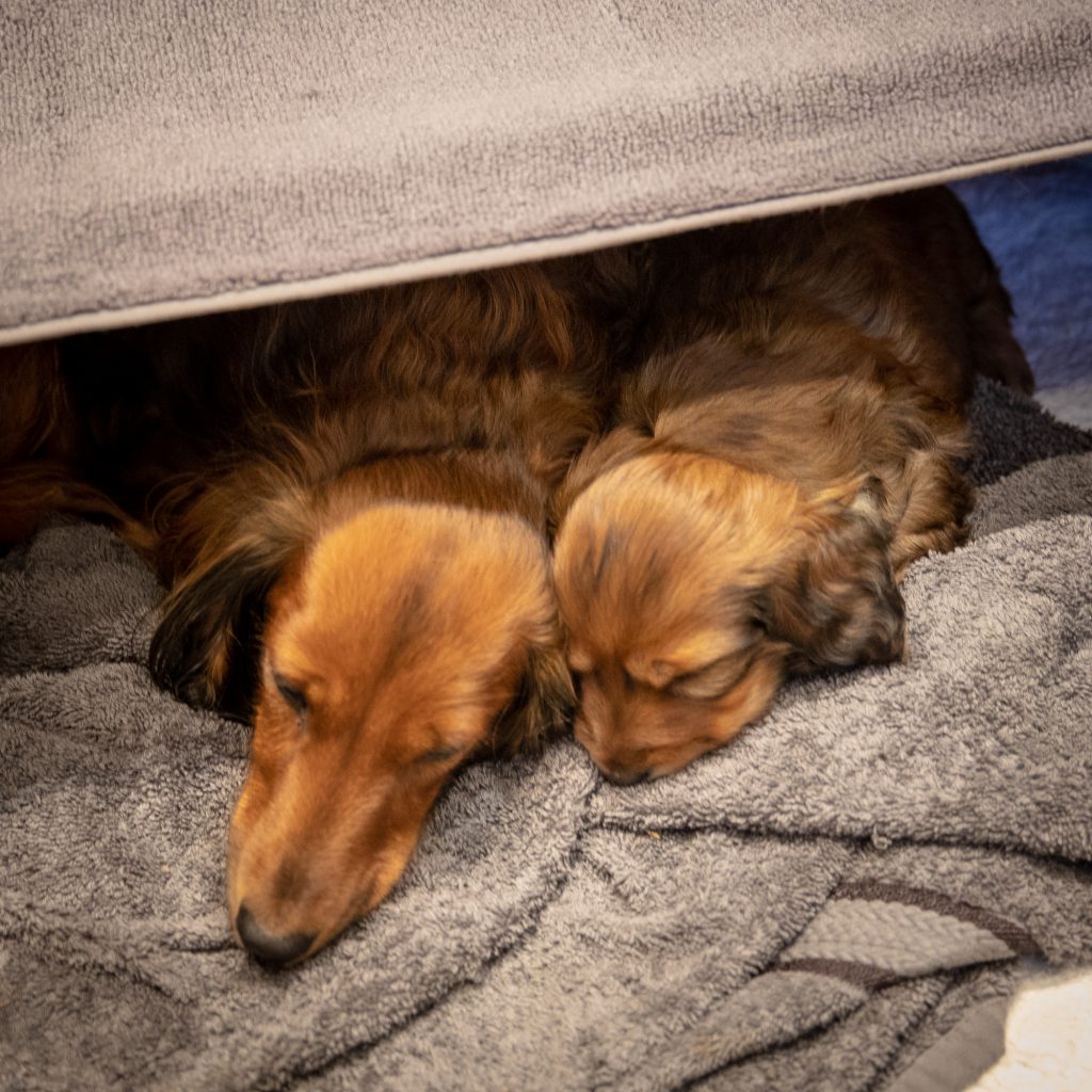 Zenith and MUNI napping in the whelping box