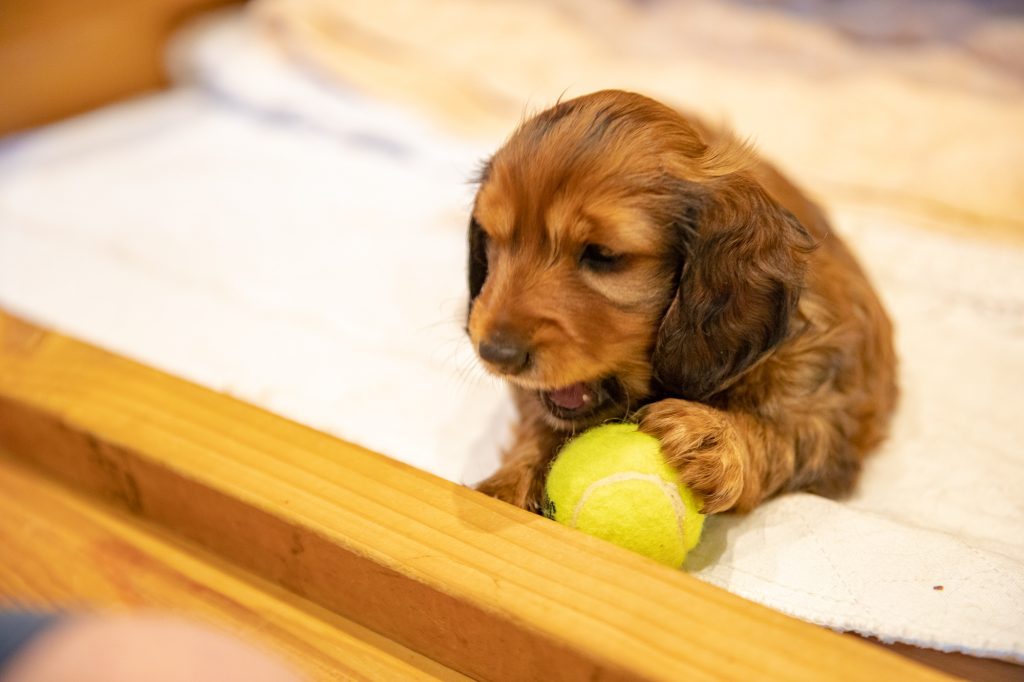 Day 41 - Hey, Apex! How do you play Ball?