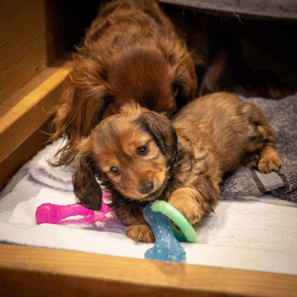 Day 45 - Enjoying Our Toys