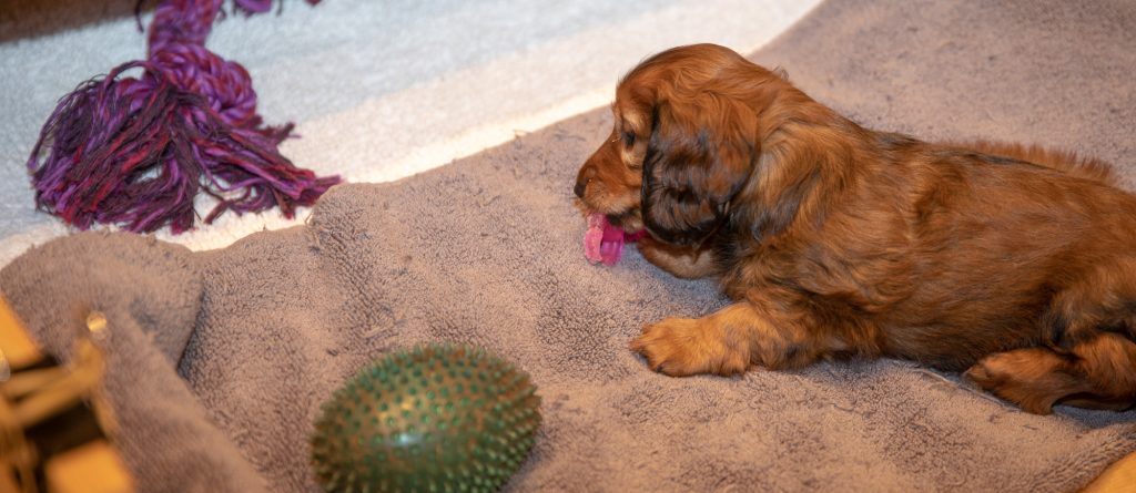 Day 50 -- Chewing our Way to Happiness