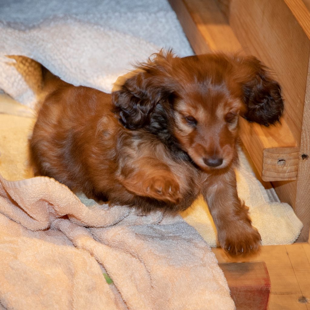 Day 54 -- MUNI Challenges the world from the whelping box.