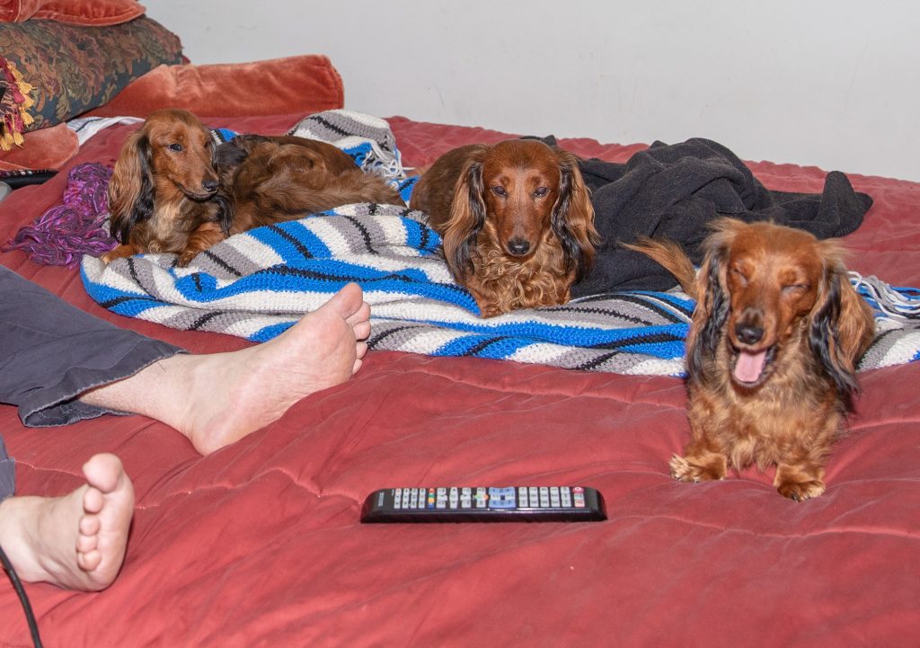 Geoffrey and the pack on the bed