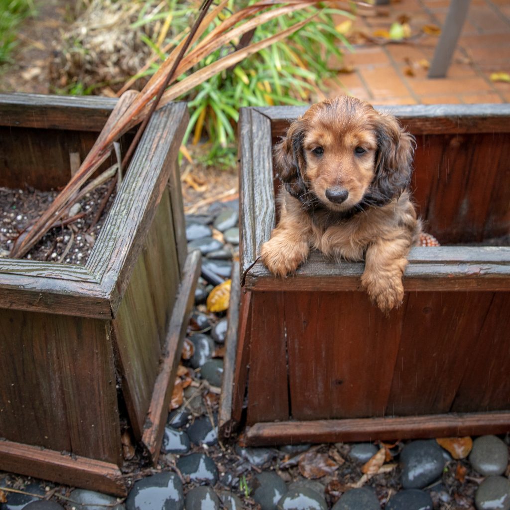 Day 61 -- Aurora reviews the world from the planter box