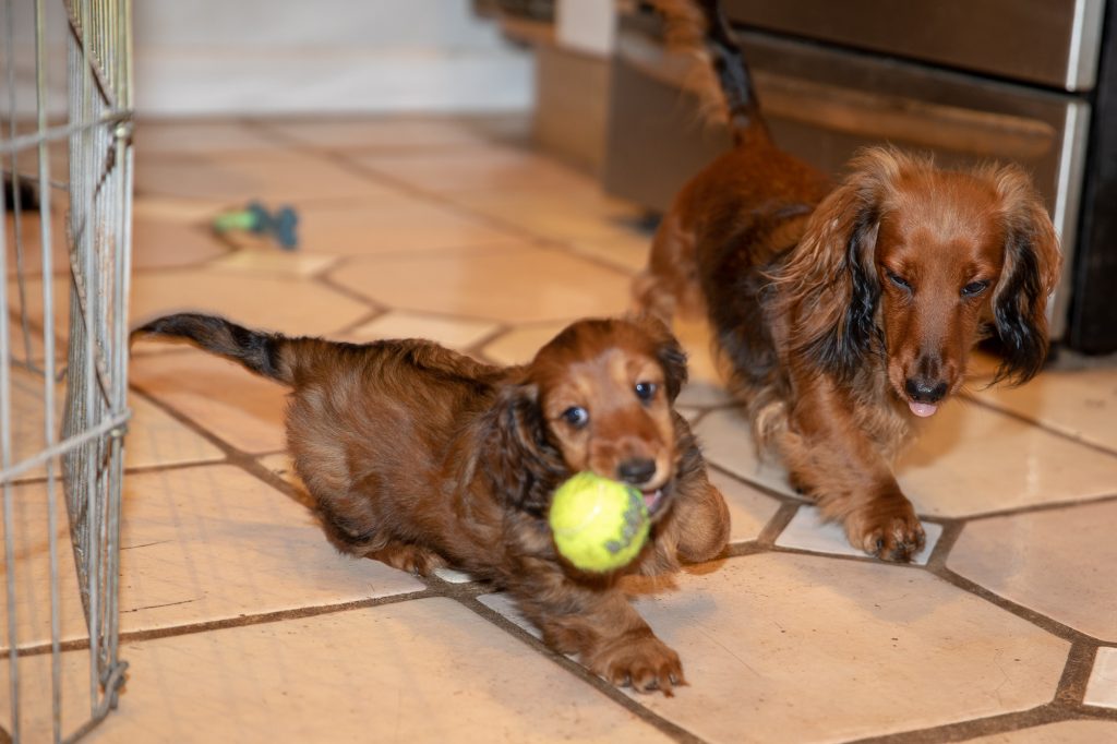 Aurora with a ball in her mouth racing past Apex