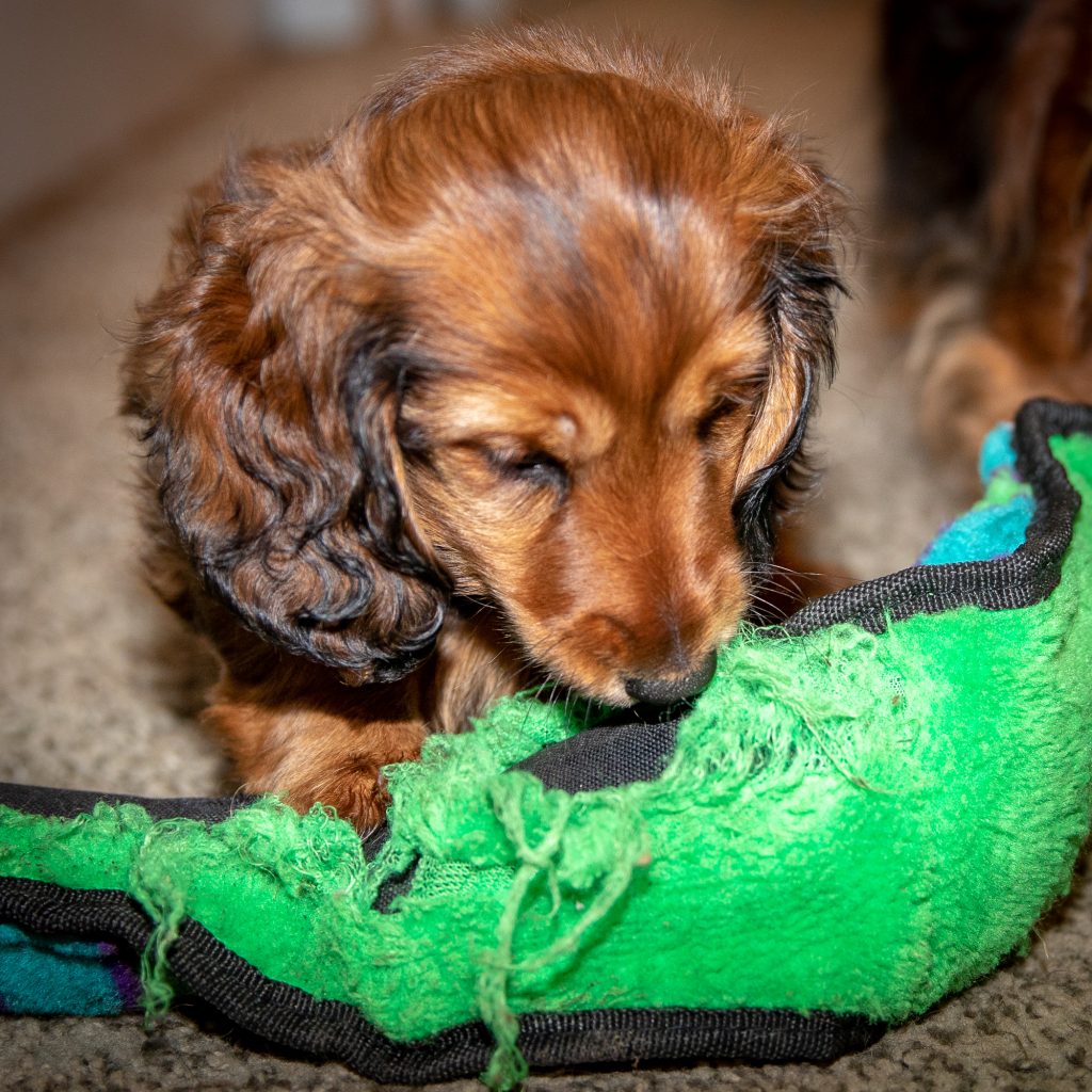 Aurora chewing on the green snake