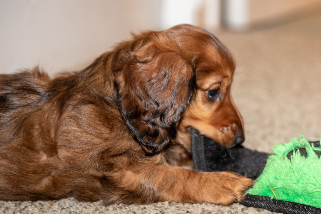 Aurora chewing deep into the snake toy