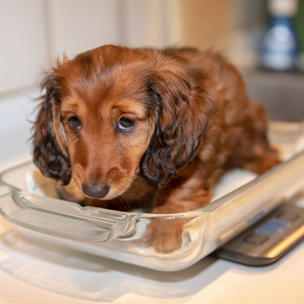 Aurora being weighed in a baking pan on top of a scale