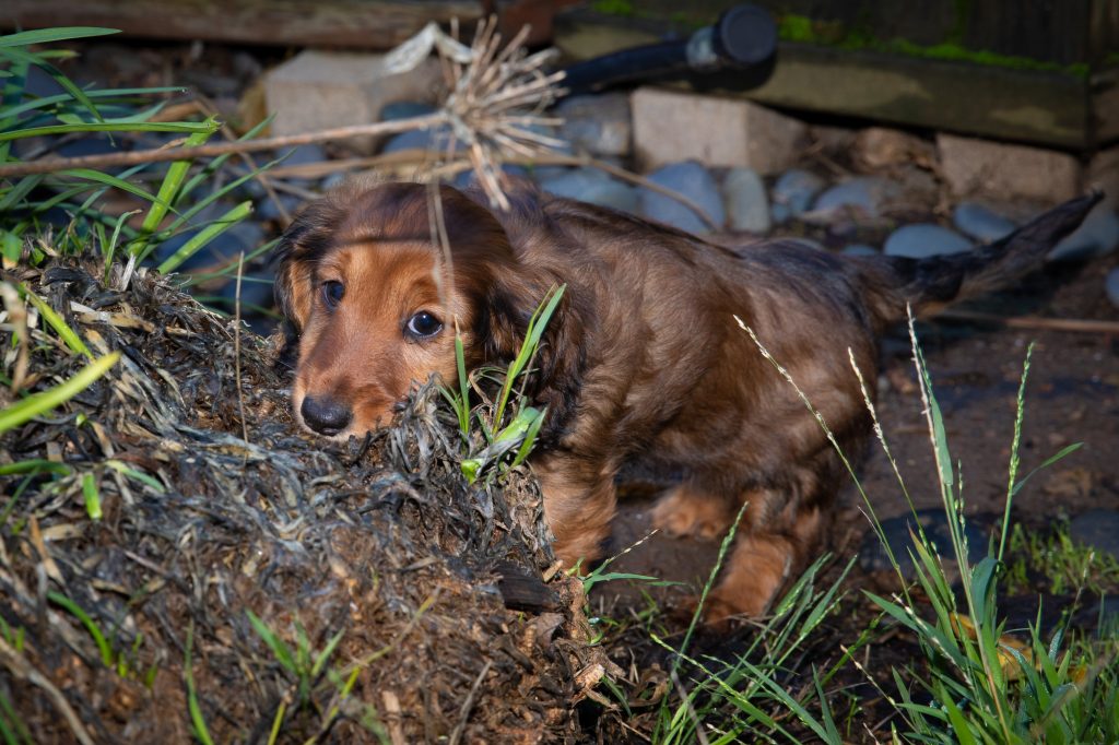 Aurora chewing on agapantha roots in the backyard.