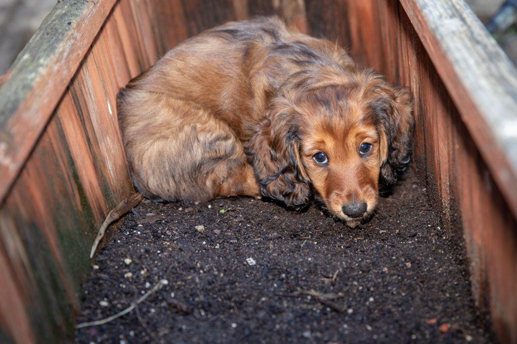 Aurora looking at the camera from the back of the planter