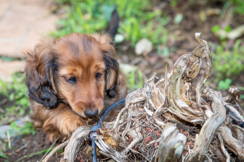 Aurora about to chew on a root