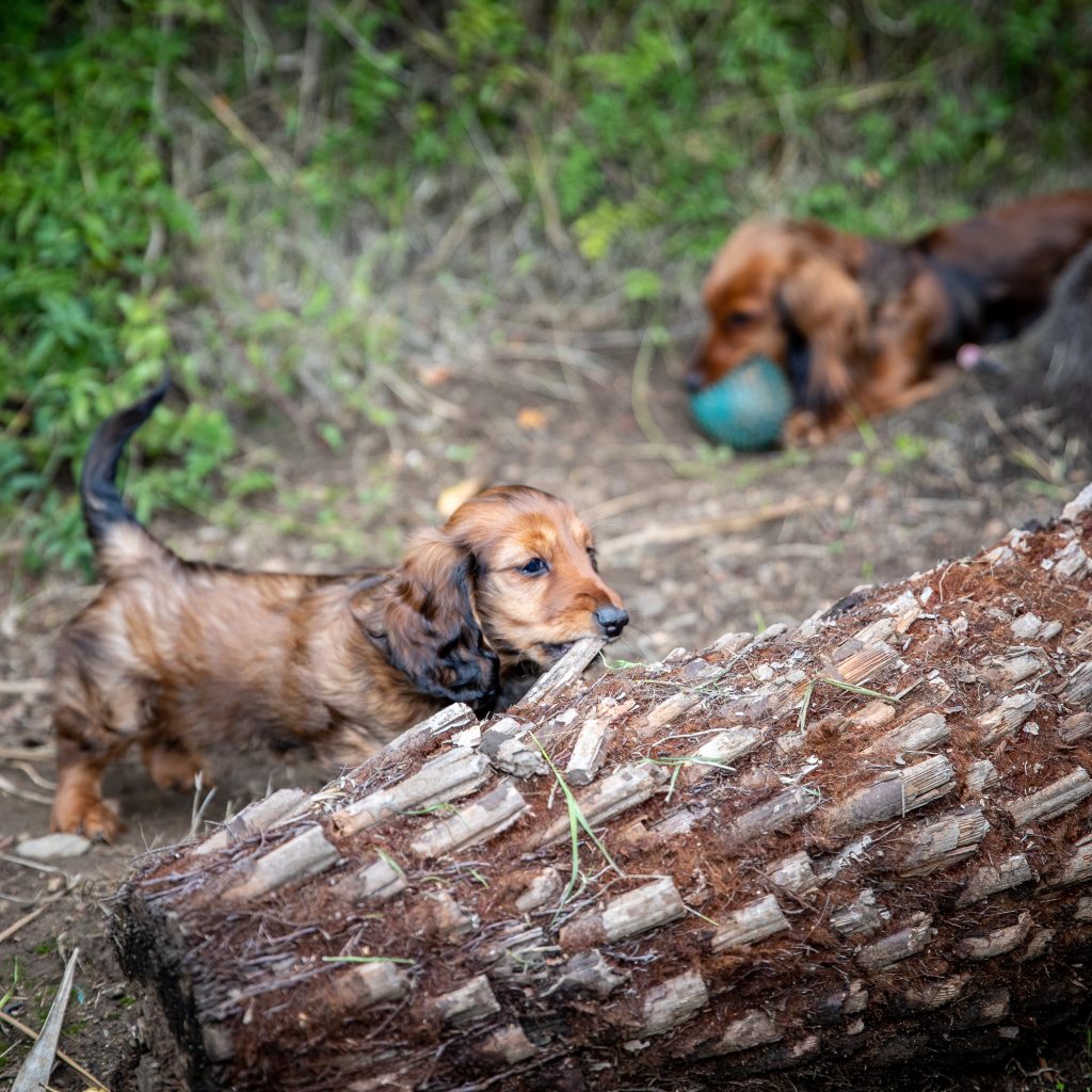 Aurora in the far back yard checking out a stump while Apex gnaws her ball in the blurry background