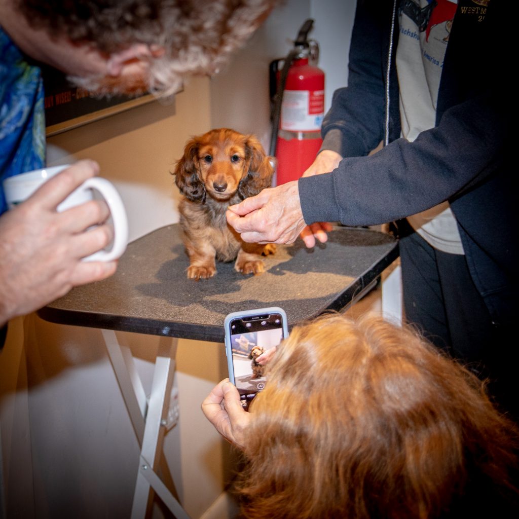 Aurora on the grooming table with three humans paying her attention