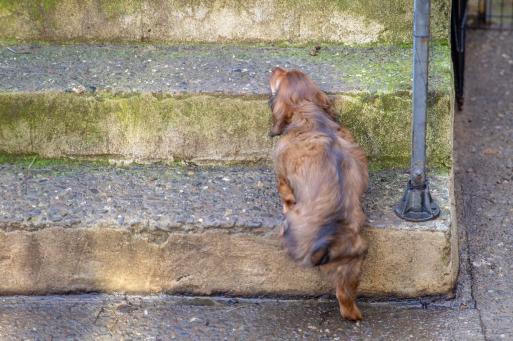 Aurora struggling up the back stairs