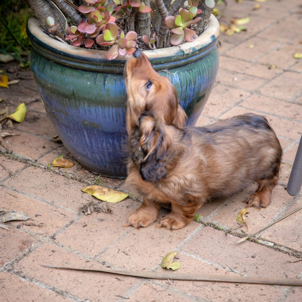 Aurora sniffing the jade plant before nibbling it