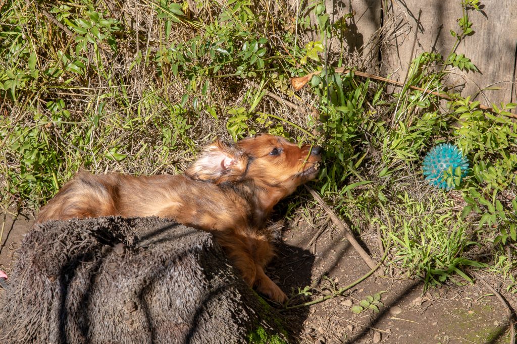 Aurora laying in the way back, chewing a leaf with her green ball a bit further away