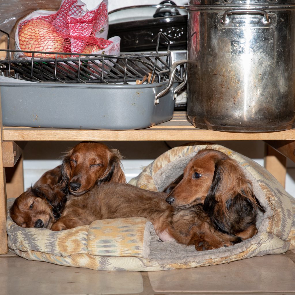 The red girls laying under the butcher block