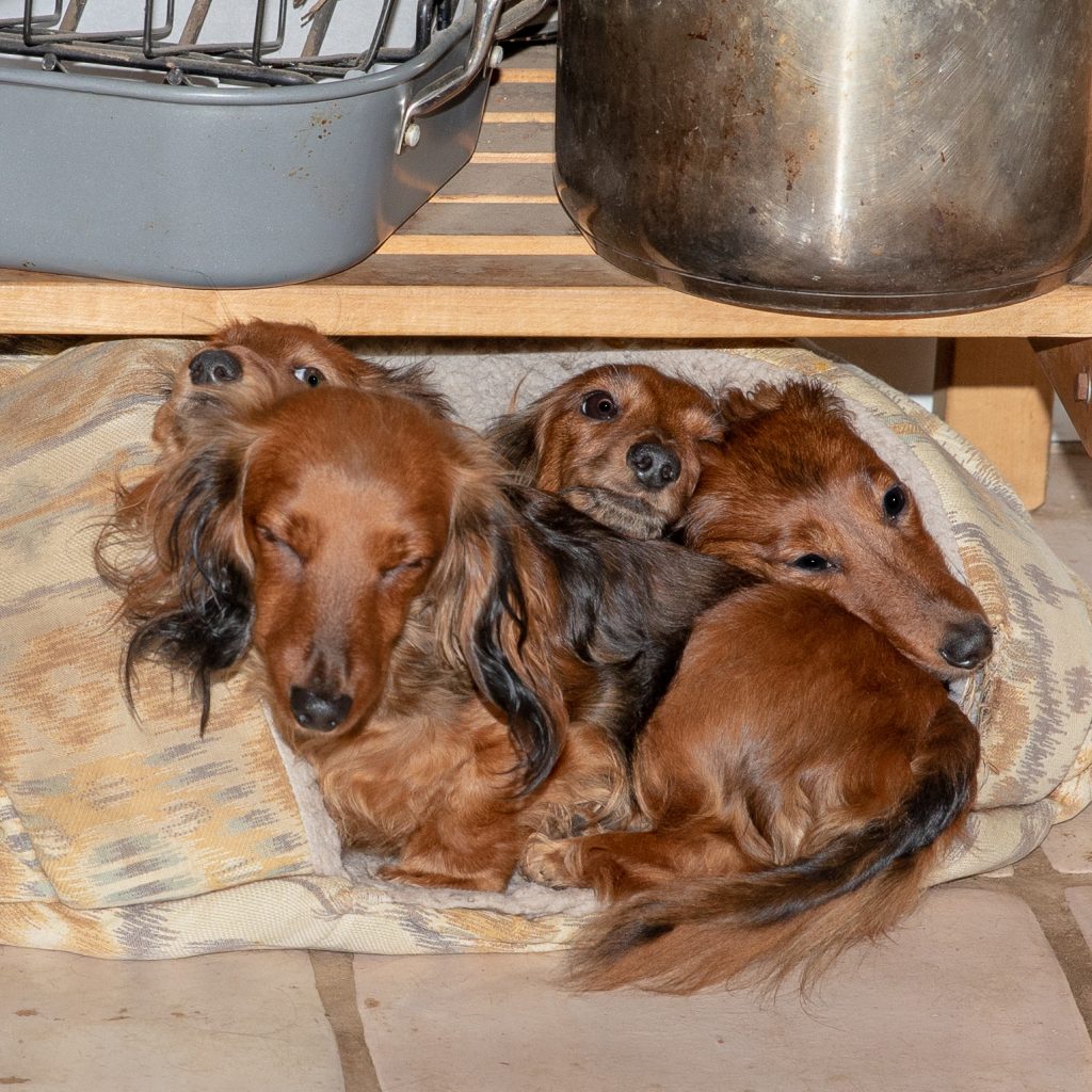 All of the girls huddled in the hide-a-pet under the butcher block