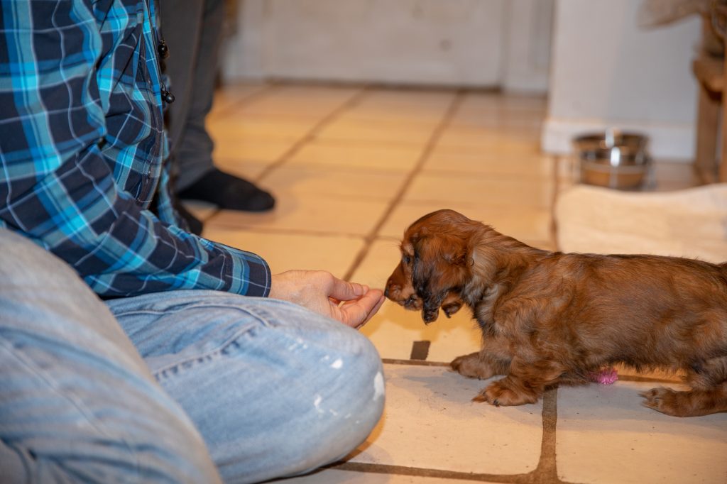 Aurora on the kitchen floor approaching Charles' open hand.