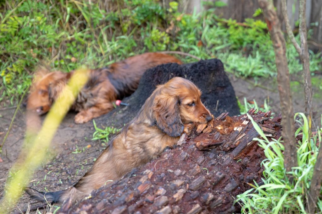 Aurora chewing a fallen palm.