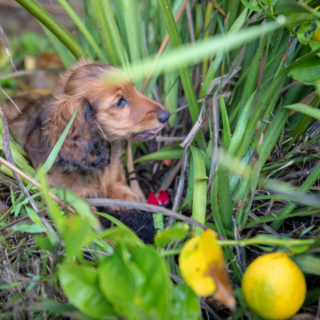 Aurora Tasting the Greenery on the other Side of the Yard, by the Lemon Trees