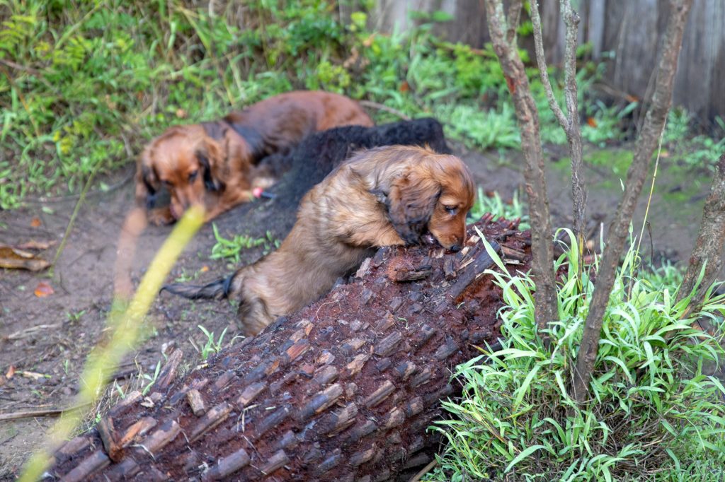 Apex in the background and Aurora in the foreground eating their toys in the back yard.