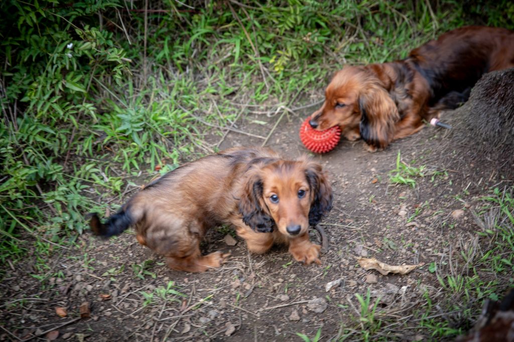 Aurora and Apex with a red ball