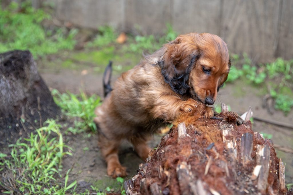 Aurora eating into the trunk of the fallen palm tree.