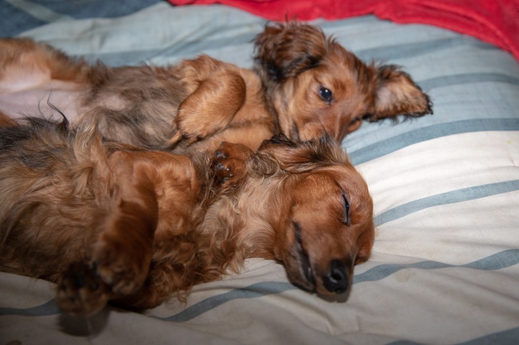 Aurora and Apex on top of the comforter in the bedroom.