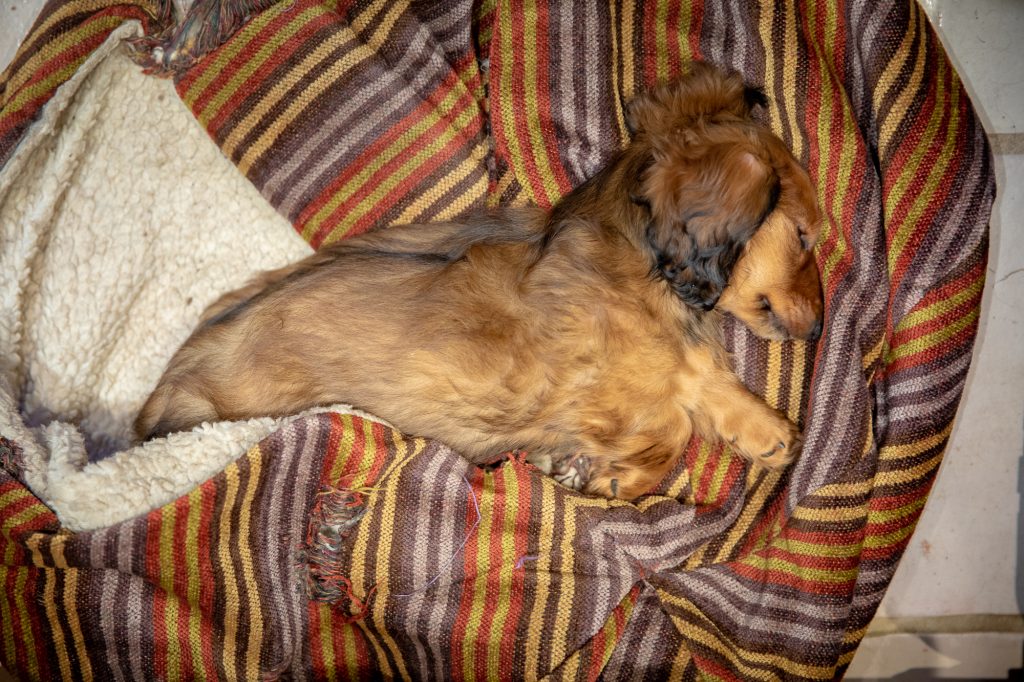 Aurora asleep on the hide-a-pet