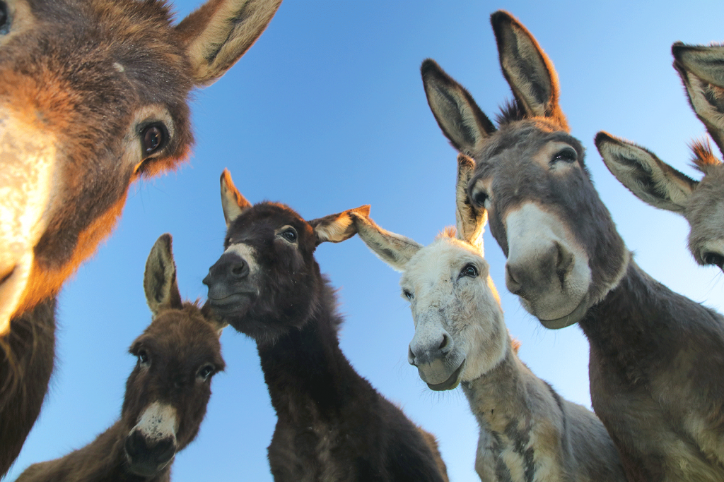 Donkeys Looking at you