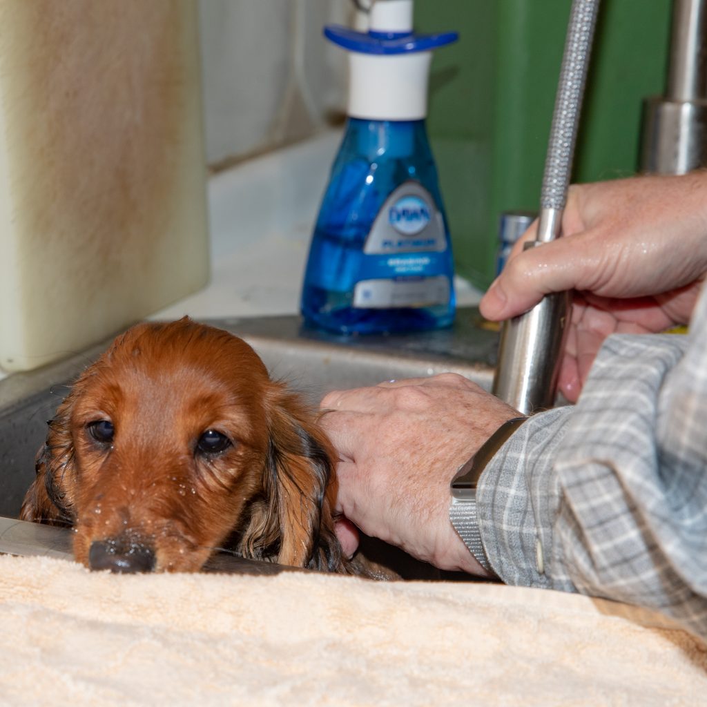 AuRoara in the sink