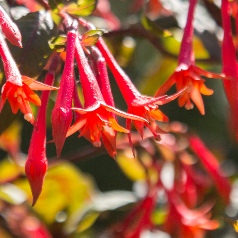 Fuchsia in the backyard