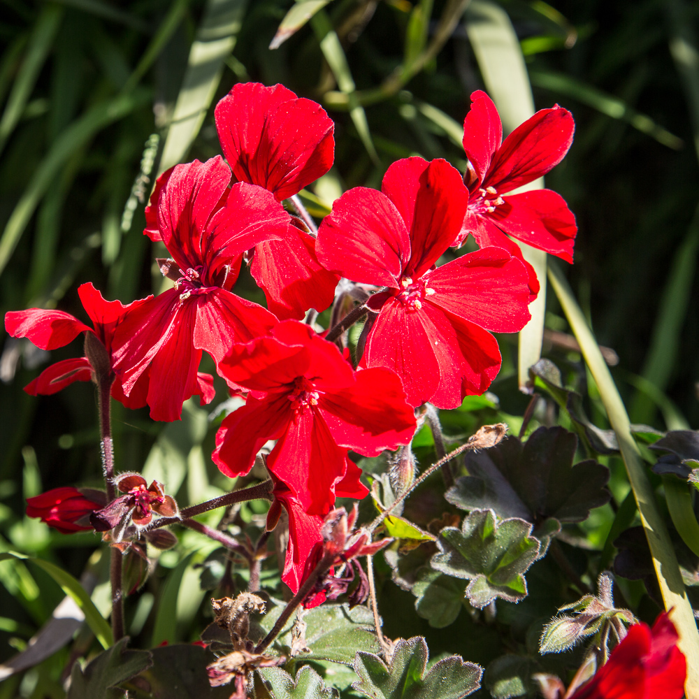 Geranium flowering in the back yard.