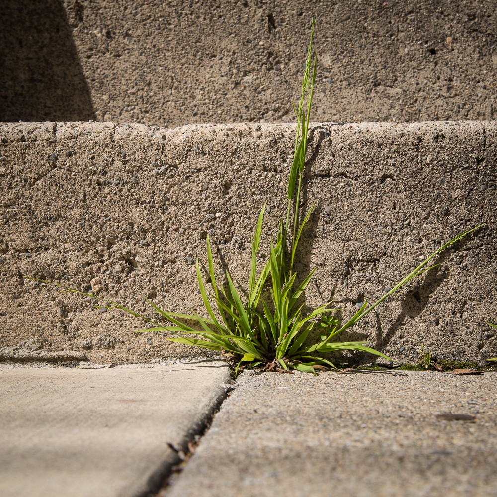 Grass breaking through a crack in the sidewalkj