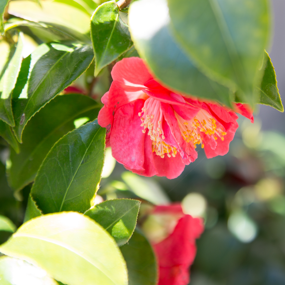 Hidden red flower in courtyard bush