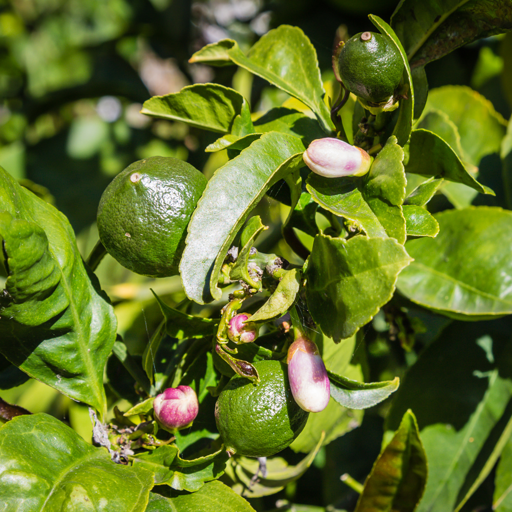 Lemon Tree (very pretty)