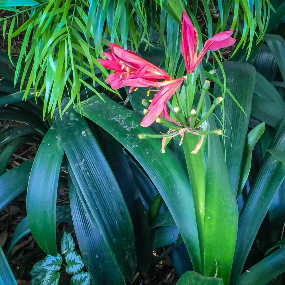 Flower in park by Coit Tower